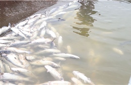 Cá nuôi lồng chết bất thường trên sông Chu