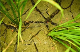 Nhiều diện tích lúa, cây trồng bị thiệt hại do hạn hán