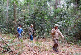 Nỗ lực giữ rừng giữa mùa khô ở Bù Đăng, Bình Phước