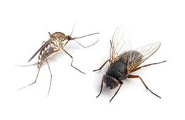 Các nhà khoa học Trung Quốc: Ruồi, muỗi không phải là vật trung gian lây nhiễm virus SARS-CoV-2