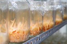 Triển vọng phát triển mô hình nuôi cấy Đông trùng hạ thảo tại Gia Lai