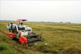 Hàng nghìn héc-ta lúa sắp thu hoạch tại Quảng Bình bị đổ rạp do mưa gió lớn