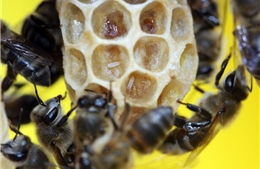 &#39;Bí ẩn sinh học&#39; ở loài ong mật Nam Phi đã được giải mã