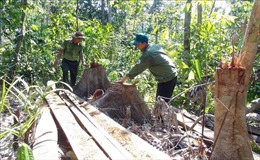 Khám nghiệm hiện trường, truy tìm thủ phạm vụ mở đường để phá rừng tại Phú Yên