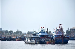 Phê duyệt nhiệm vụ lập Quy hoạch hệ thống cảng cá, khu neo đậu tàu cá