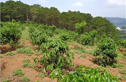 Hàng trăm ha rừng ở Lâm Đồng &#39;biến mất&#39; do quản lý lỏng lẻo