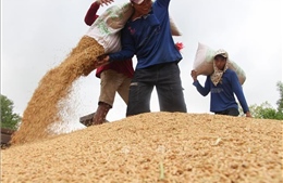 Vụ Hè Thu sẽ có khoảng từ 2,3 - 2,5 triệu tấn gạo cho xuất khẩu