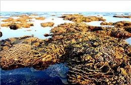 Mê mẩn những rạn san hô rực rỡ sắc màu ở &#39;thủy cung trên cạn&#39; Gành Yến