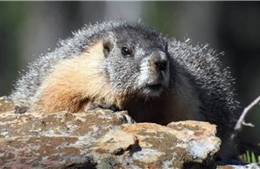 Mông Cổ ghi nhận ca mắc bệnh dịch hạch do ăn thịt sóc marmot