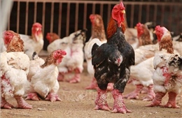 Nhân rộng mô hình nuôi gà Đông Tảo lai an toàn sinh học