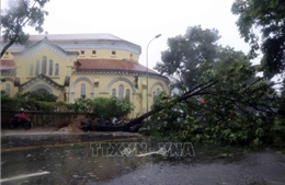 Bão số 5 đổ bộ vào Thừa Thiên - Huế gây mưa lớn, quật đổ nhiều cây xanh