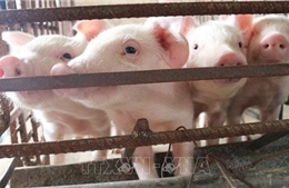 Bình Thuận tập trung tái đàn lợn và đảm bảo an toàn dịch bệnh