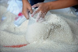 Cấp gạo hỗ trợ cho tỉnh Lạng Sơn trong thời gian giáp hạt