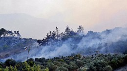 Cháy rừng tại Syria và Liban đã được kiểm soát