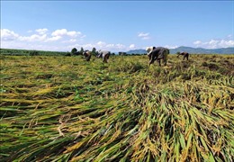 Kon Tum tập trung phục hồi nông nghiệp sau bão số 9