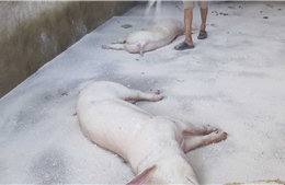 Tiêu hủy hơn 100 con lợn giống nghi nhiễm dịch tả lợn châu Phi
