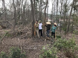 Gần 1 ha rừng trồng ở Thành phố Chí Linh bị chết vì khô nóng