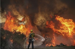 Cháy rừng giảm số lượng nhưng tăng về quy mô