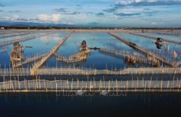 Phát triển chuỗi giá trị các sản phẩm vùng đầm phá Tam Giang - Cầu Hai