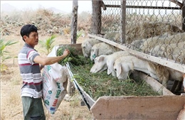 Ninh Thuận: Thực hiện đồng bộ các giải pháp giảm nghèo nhanh, bền vững