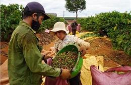 Niên vụ cà phê 2020: Gia Lai vừa mất mùa vừa thiếu nhân công