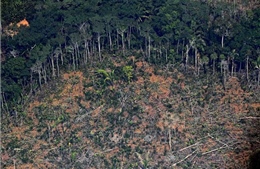 Diện tích rừng biến mất trên toàn cầu trong thập kỷ qua lớn hơn nước Đức