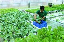 Nông sản hữu cơ của Việt Nam đặt nhiều hy vọng vào thị trường Australia