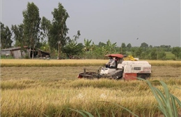 Giá lúa Đông Xuân giảm, nông dân kém vui