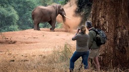 Báo động về số lượng loài voi châu Phi giảm mạnh