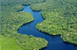 Nhiều công ty và tổ chức tài chính toàn cầu chưa đáp ứng cam kết về bảo vệ rừng