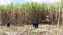 Nông dân trồng mía ở Trà Vinh tiếp tục thua lỗ