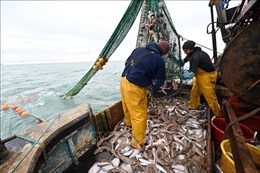 Căng thẳng giữa Anh, Pháp liên quan đến hoạt động đánh bắt cá