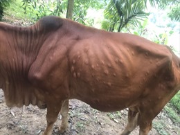 Yên Bái: Ngăn chặn bệnh viêm da nổi cục trên gia súc lây lan diện rộng 
