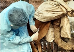 Giám sát, xử lý sớm gia súc có biểu hiện bệnh viêm da nổi cục tại Ninh Bình