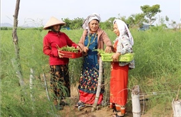 Phát huy vai trò người có uy tín trong vùng đồng bào dân tộc thiểu số