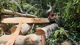 Vụ phá rừng ở huyện Mang Yang, Gia Lai: Phát hiện thêm 25 cây gỗ bị chặt hạ