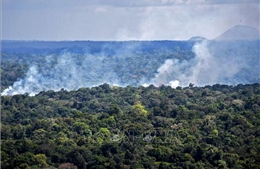 Số vụ cháy tại rừng Amazon tăng kỷ lục trong tháng 6
