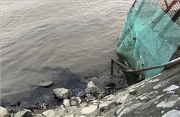 Ninh Bình: Dầu thải đe dọa nguồn nước sạch của 12.000 hộ dân