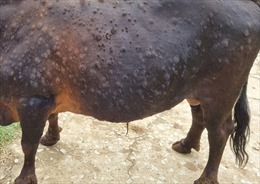 Đắk Nông xử lý nhanh bệnh viêm da nổi cục ở trâu, bò