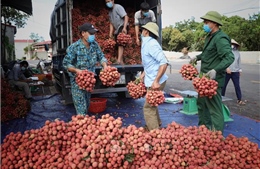 Tạo điều kiện cho các doanh nghiệp, thương nhân Trung Quốc thu mua vải thiều tại Bắc Giang