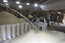 Thị trường nông sản thế giới: Giá gạo Ấn Độ cao nhất trong gần ba tháng