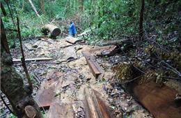 Lâm Đồng: Rừng nguyên sinh bị triệt hạ trái phép để lấy gỗ quý