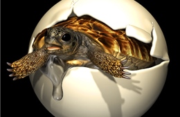 Phát hiện trứng hóa thạch vẫn còn phôi thai của loài rùa khổng lồ thời tiền sử