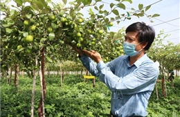 Giá táo ở Ninh Thuận cao gấp đôi năm ngoái