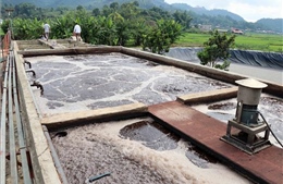 Sơn La: Tăng cường quản lý các cơ sở sơ chế cà phê ở Mai Sơn