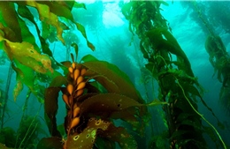 Cháy rừng phát thải nhiều CO2 nhưng cũng làm sinh sôi tảo biển hấp thụ CO2