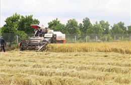 Sản lượng lúa Hè Thu tại Tiền Giang tăng gần 20%