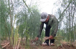 ​Đã chuyển đổi cây trồng, vật nuôi trên 77.000 ha đất lúa ở Nam Bộ