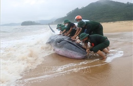 Bộ đội Biên phòng Thừa Thiên - Huế nỗ lực giải cứu cá voi về với biển