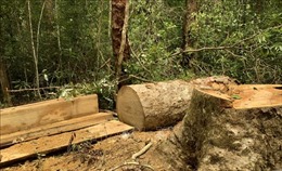 Khởi tố nhóm nhân viên quản lý, bảo vệ rừng khai thác gỗ trái phép ở Gia Lai